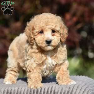 Benson, Bich-Poo Puppy